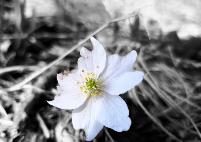 Screed flower or whatever it is.It looks a bit like a flower at Præstø fjord on 25 March 2022