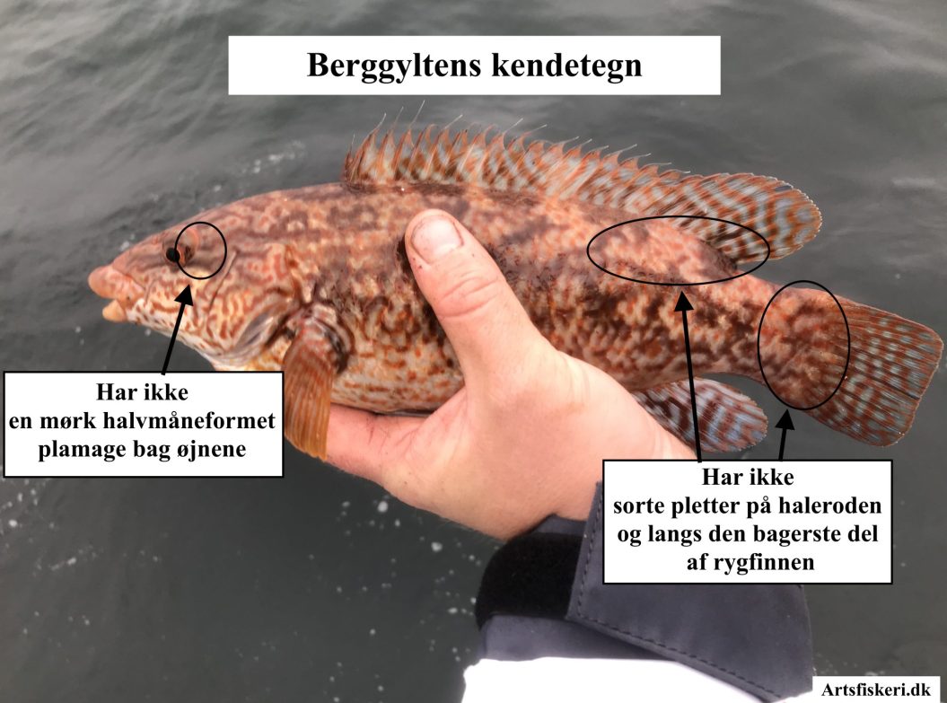 Berggylte - Berggyltens kendetegn - Mark Hemmingsen - Artsfiskeri.dk