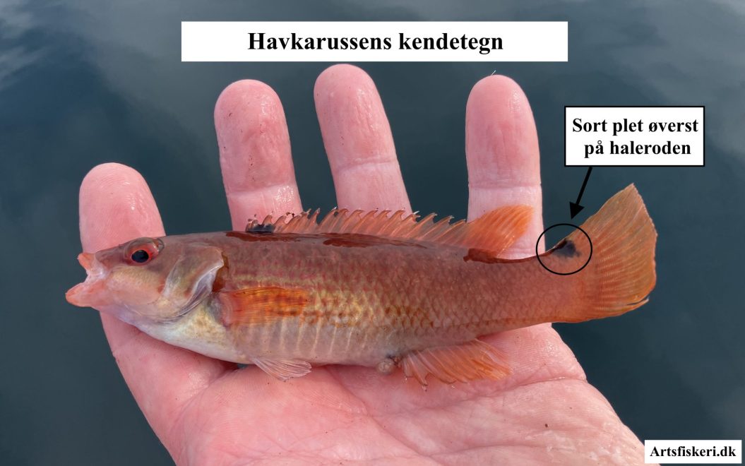 Havkarusse - Havkarussens kendetegn - Mark Hemmingsen - Artsfiskeri.dk
