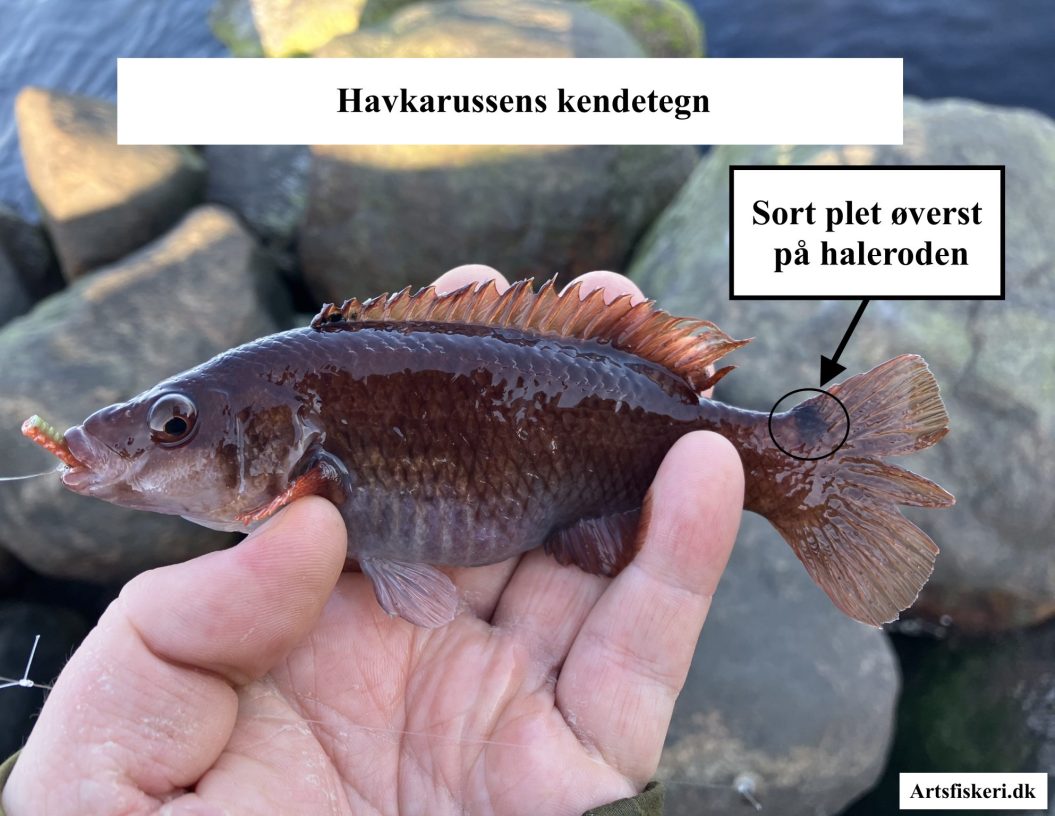 Havkarusse - Havkarussens kendetegn - Mark Hemmingsen - Artsfiskeri.dk