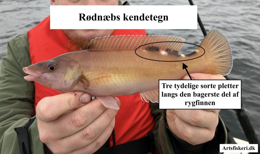 Rødnæb - Rødnæbs kendetegn - Mark Hemmingsen - Artsfiskeri.dk