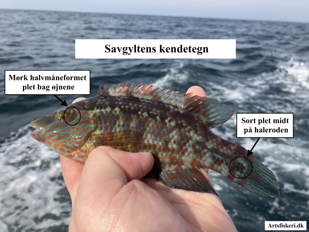 Savgylte - Savgyltens kendetegn - Mark Hemmingsen - Artsfiskeri.dk