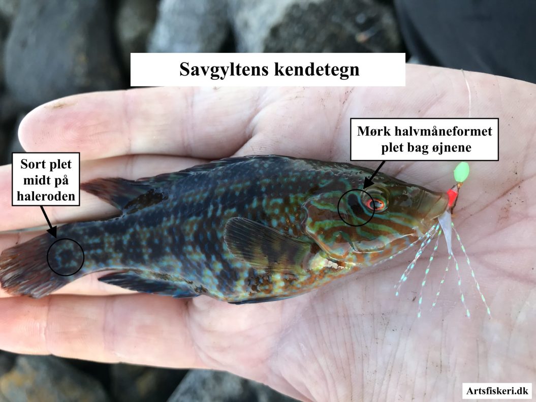 Savgylte - Savgyltens kendetegn - Mark Hemmingsen - Artsfiskeri.dk