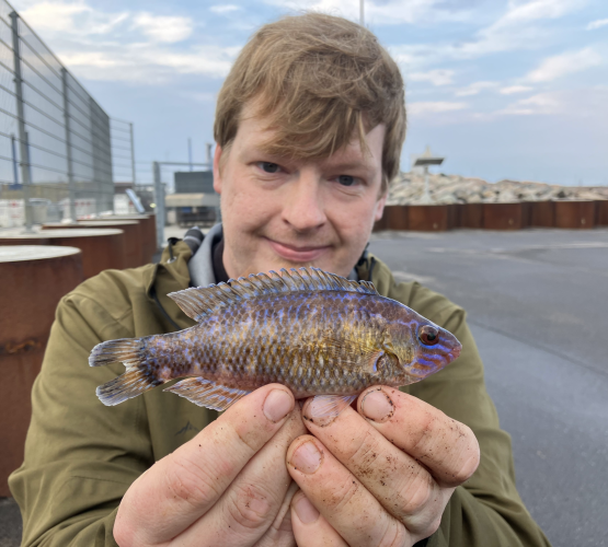 Småmundet gylte - Mark Hemmingsen - Artsfiskeri.dk