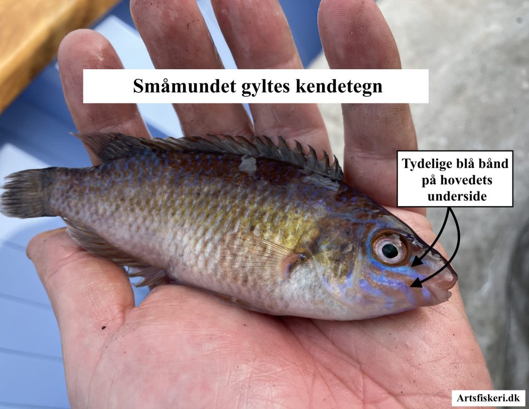Småmundet gylte - Småmundet gyltes kendetegn - Mark Hemmingsen - Artsfiskeri.dk