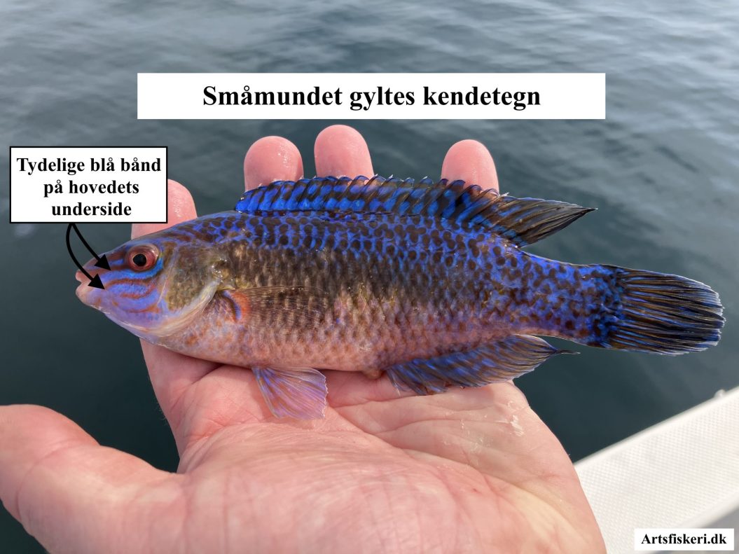 Småmundet gylte - Småmundet gyltes kendetegn - Mark Hemmingsen - Artsfiskeri.dk