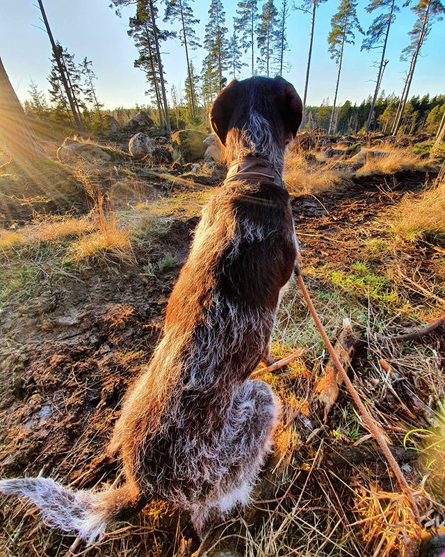 Svårt att slå avkopplingen man får på en stubbe i skogen med en hund med sig.#vismutvorsteh #livetpålandet #livetiskogene #hund #jakthund #jaktkompis