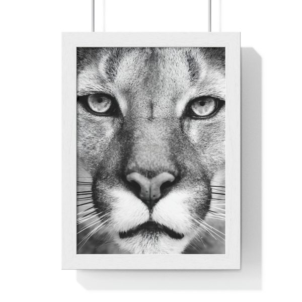 Poster Cougar Lion Eye