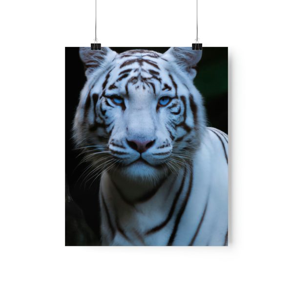 Blue Eyes Tiger Posters
