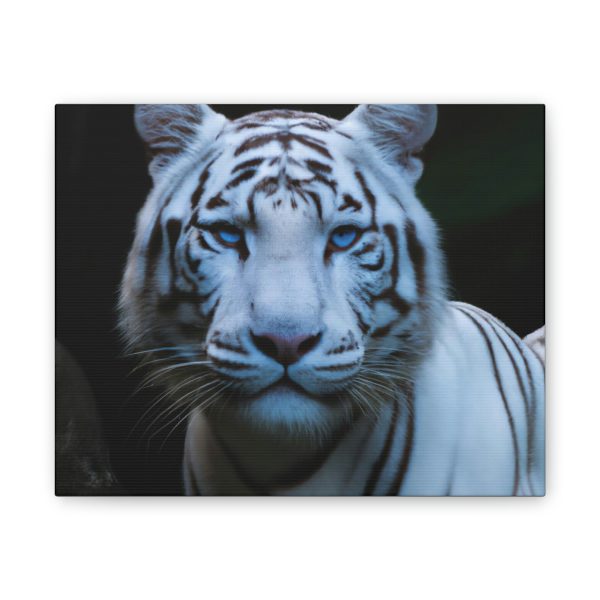 Blue Eyes Tiger Canvas