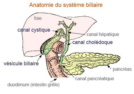 Qu'est-ce que le cancer de la vésicule biliaire? Read more: http ...