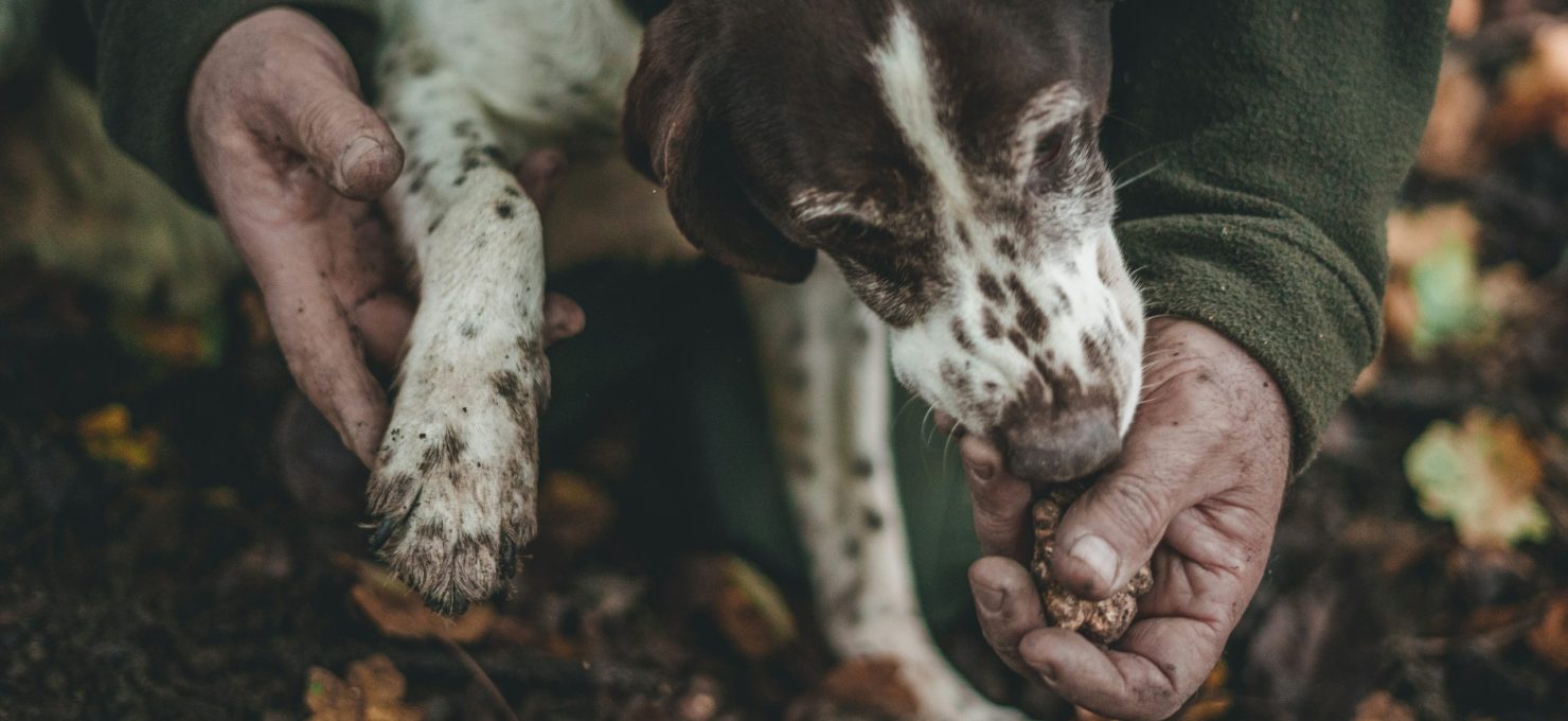 andrea-cairone-YdmMUyqfgNA-unsplash
