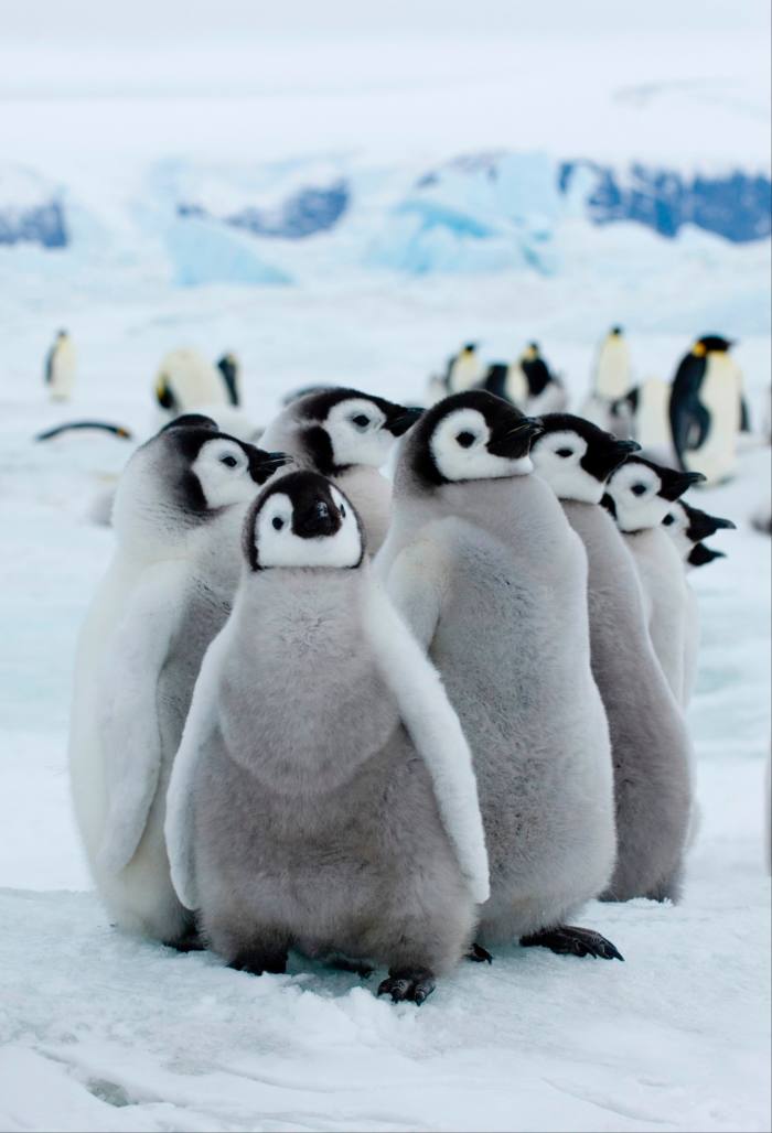 Emperor penguin chicks on Snow Hill Island