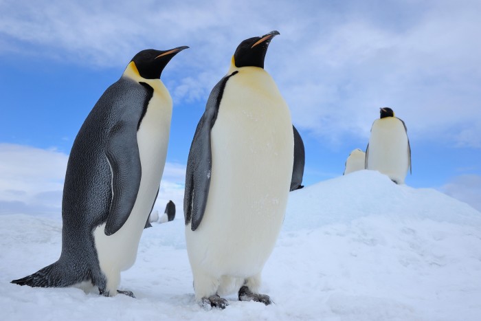 A group of adult emperor penguins