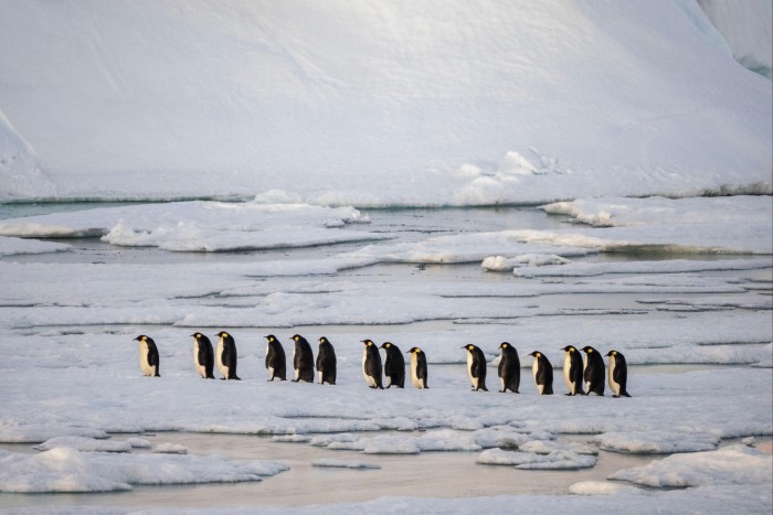 A group of emperor penguins