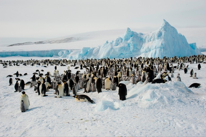 An emperor penguin colony on the sea ice at Snow Hill Island