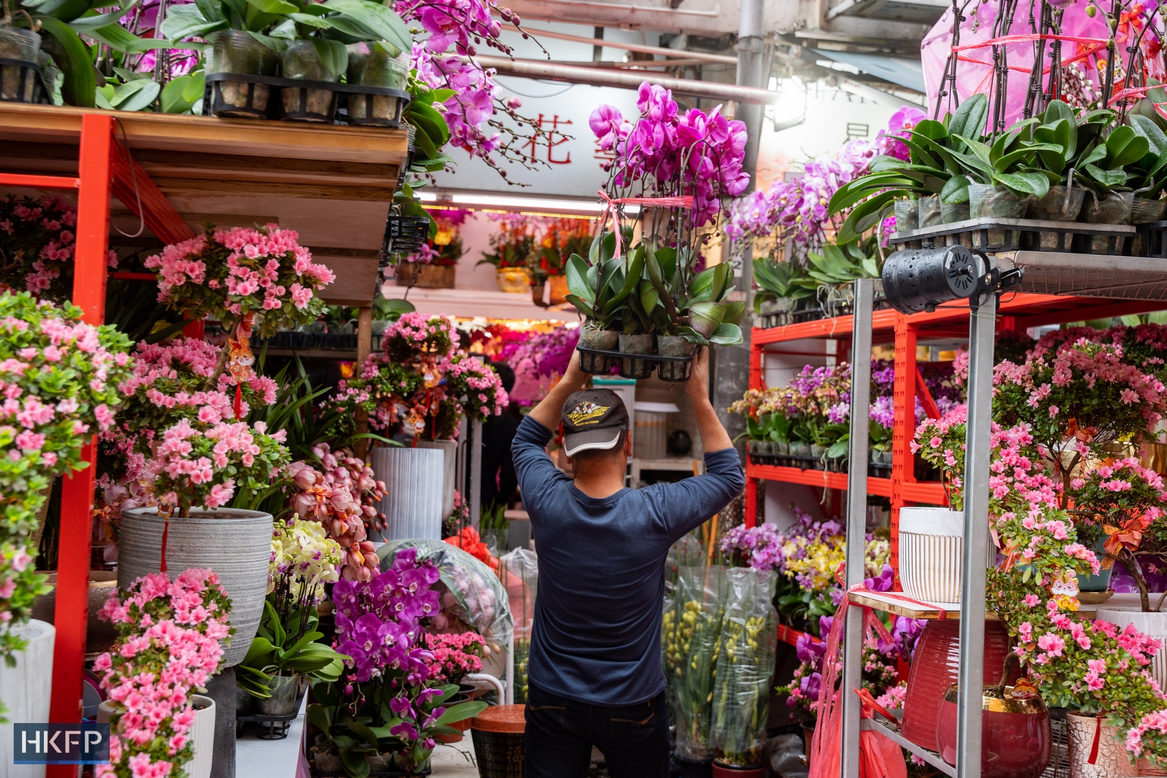 A woman looks at orchids for sale ahead of the Lunar New Year in Hong Kong, in January 2023. Photo: Kyle Lam/HKFP.
