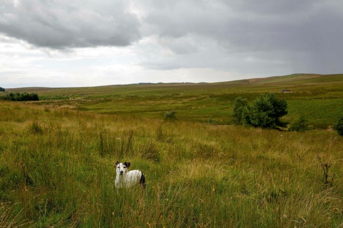 A small black-and-white dog stands in a field