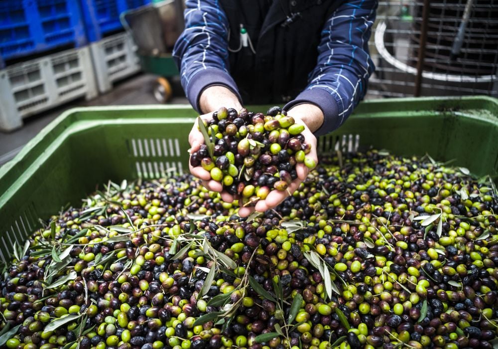 The making of extra virgin olive oil in Puglia.