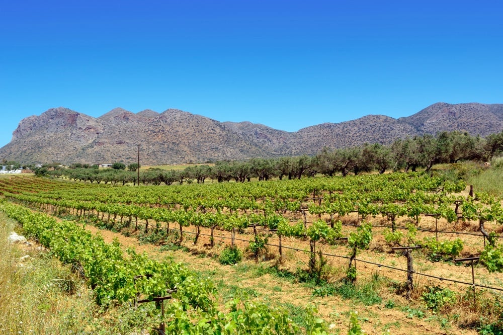 A vineyard in Crete. Visiting a winery is one of the best things to do in Crete.