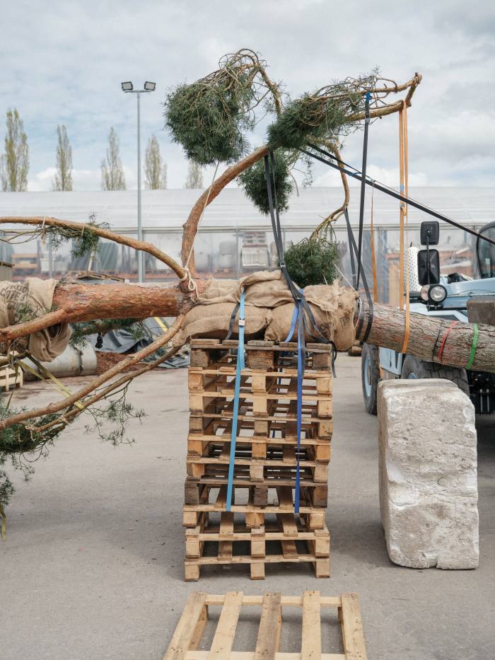 Preparing a tree for transportation at Enea’s headquarters