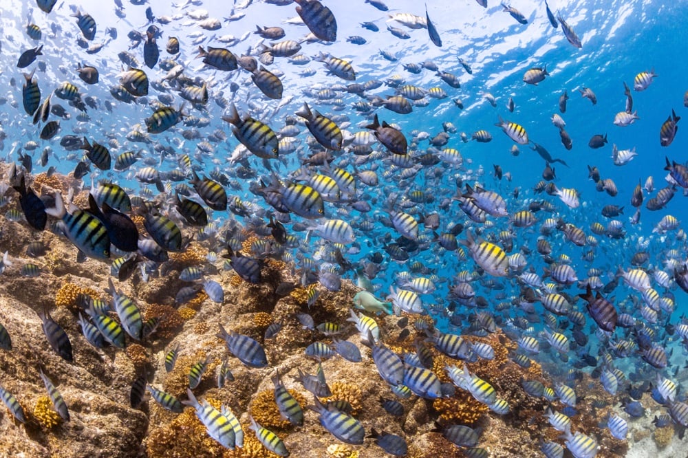 Scuba diving in La Paz, Mexico, one of the best things to do