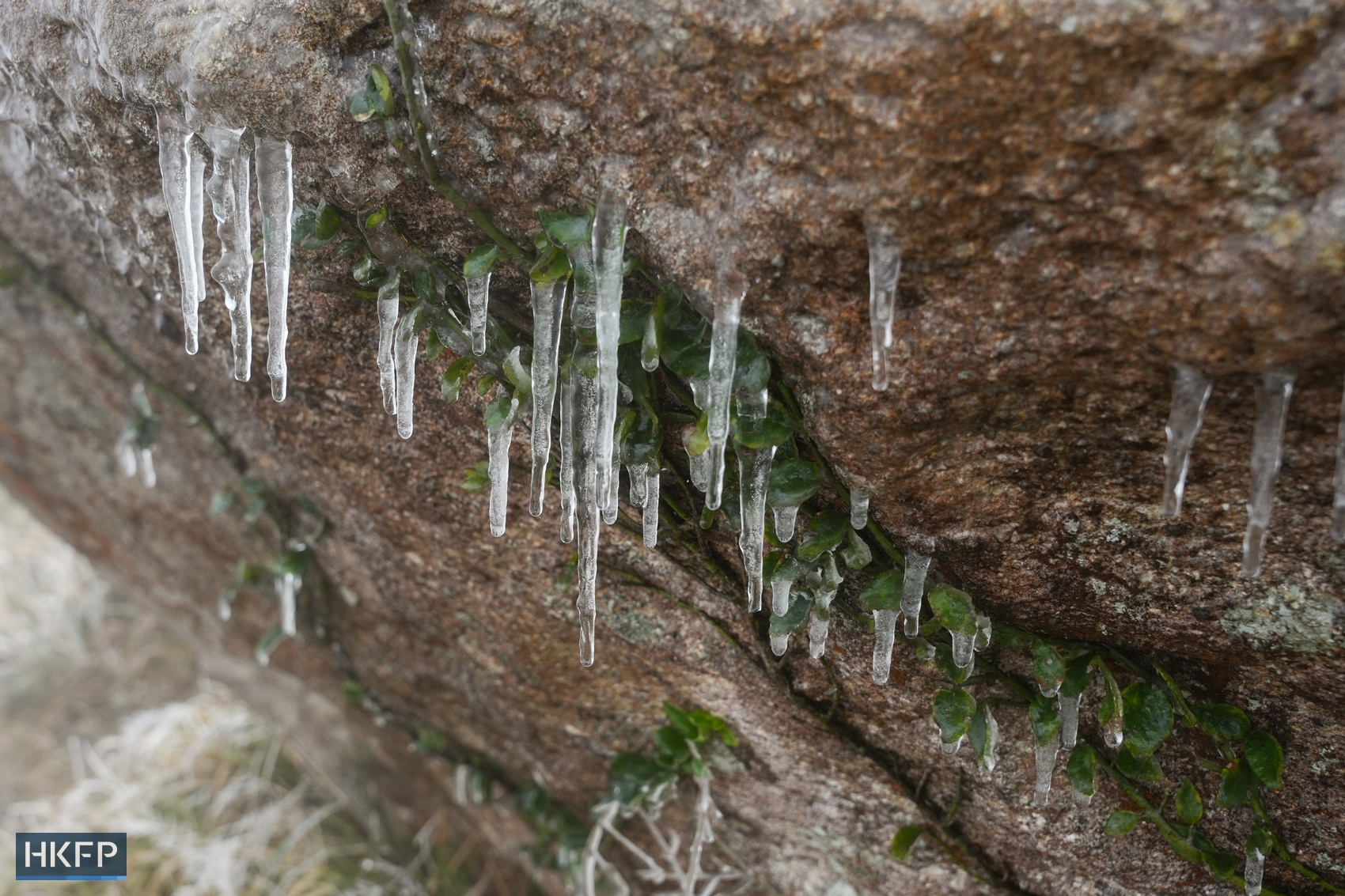 Ice spikes at Tai Mo Shan on January 23, 2024. Photo: Kyle Lam/HKFP.