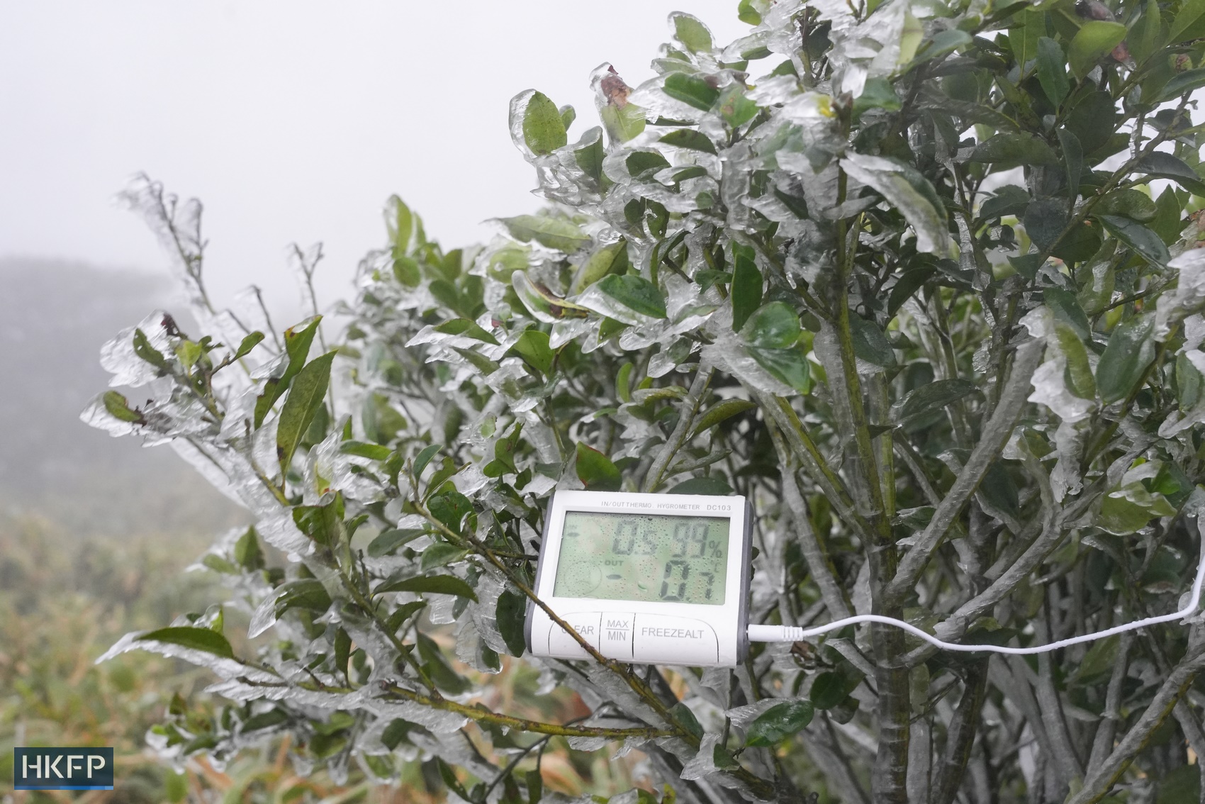 Frozen branches at Tai Mo Shan on January 23, 2024. Photo: Kyle Lam/HKFP.