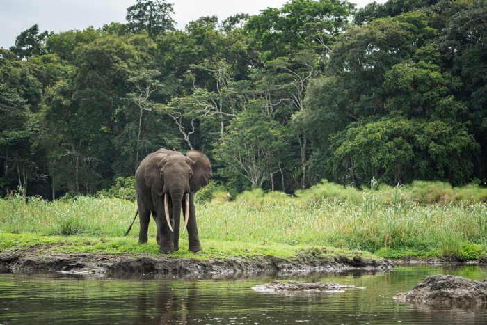 An elephant near water