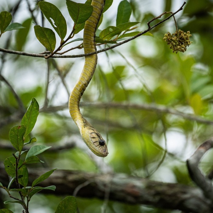 A snake in a tree