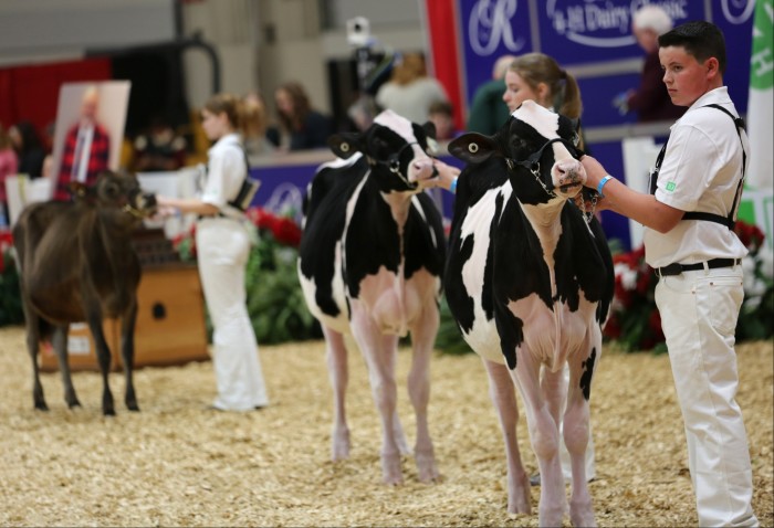 Children standing beside calves in a straw-covered arena at Toronto’s Royal Agricultural Winter Fair