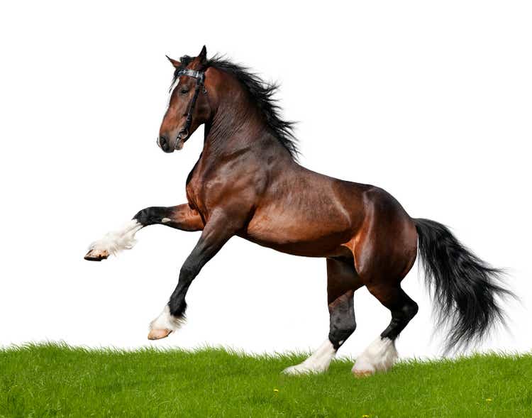 Clydesdale horse gallops in field