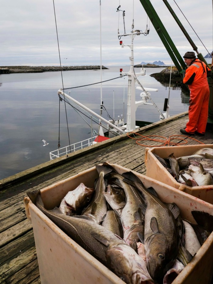 Crates of gleaming, freshly caught cod on the deck of a fishing boat