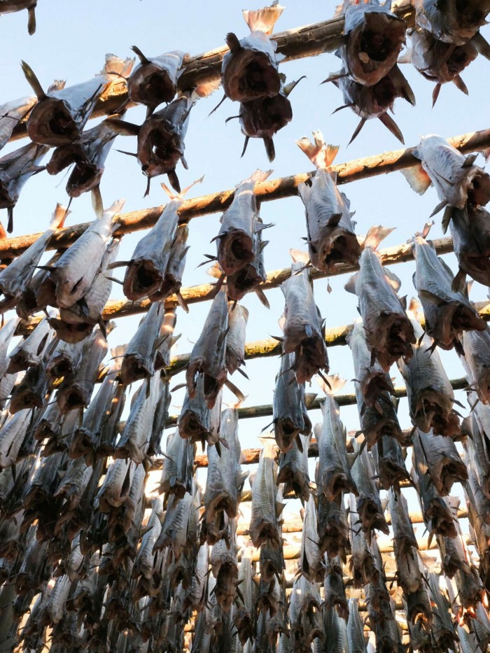 Racks of fish, heads and tails cut off, hoisted up and hung out to dry