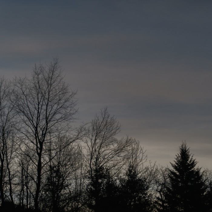 Trees against a dark sky