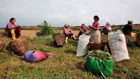 Nepalese tea pickers