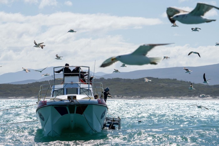 A speedboat sits on sparkling water with seagulls above