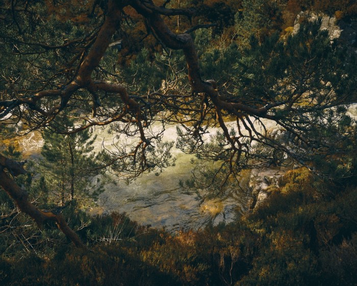 A tree amid the landscape