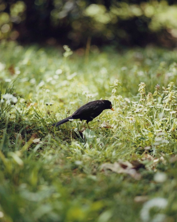 A blackbird on the grass in El Retiro park