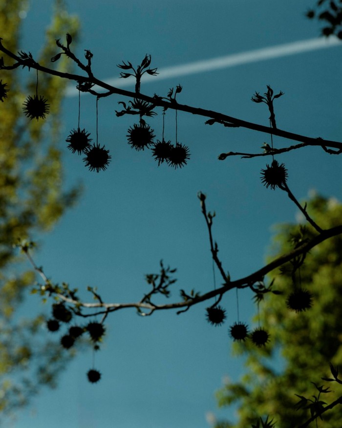 Spiked chestnuts hanging from a branch against a blue sky in El Retiro 