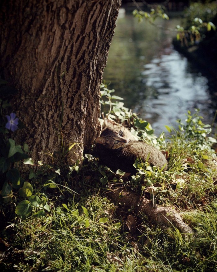 A tabby cat curled up by the base of a tree trunk in front of a pond