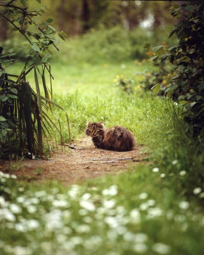  A furry tabby cat sitting on a path flanked by grass and bushes, with a lawn behind it