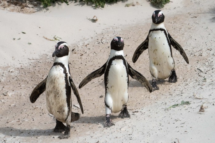 Three penguins walking on a beach