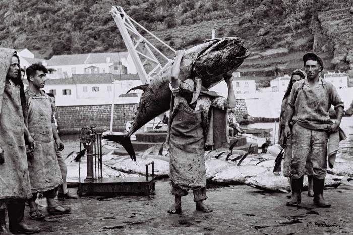 B/W photo of a tuna catch in the 1950s
