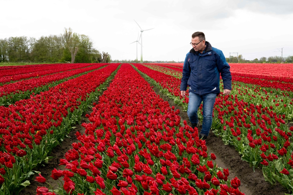 Owner of Smit Flowers, Arjan Smit, inspects tulips in one of his fields, in Spierdijk, on April 24, 2024. — AFP pic