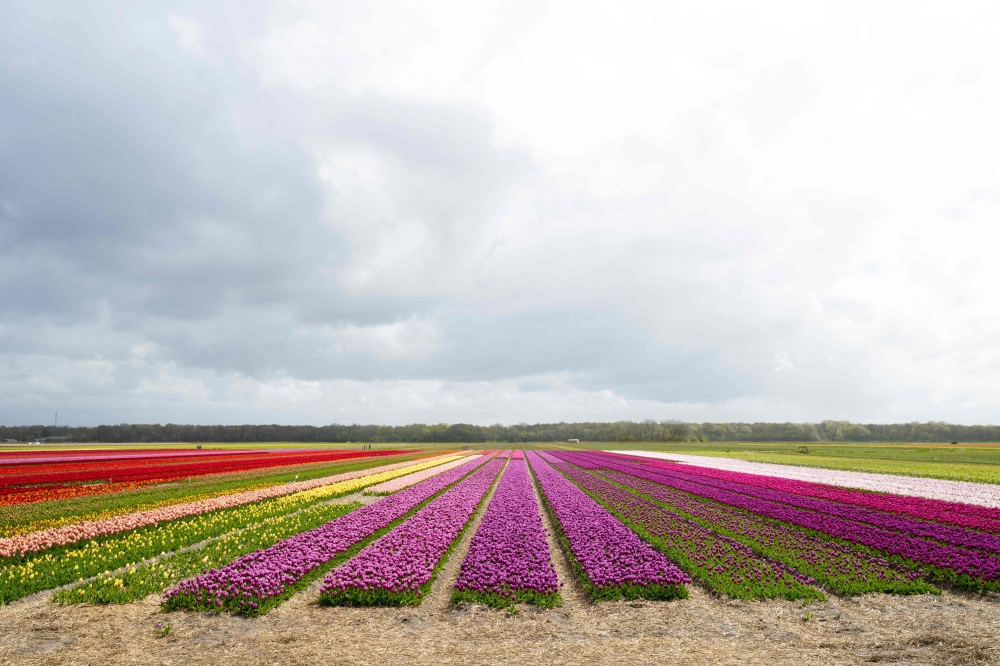 This photograph taken on April 24, 2024 near Egmond, Noord Holland province, shows a field of blooming tulip flowers. — AFP pic