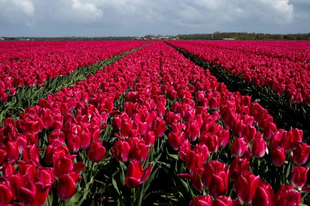 This photograph taken on April 24, 2024 near Egmond, Noord Holland province, shows tulip flowers blooming in a field. — AFP pic