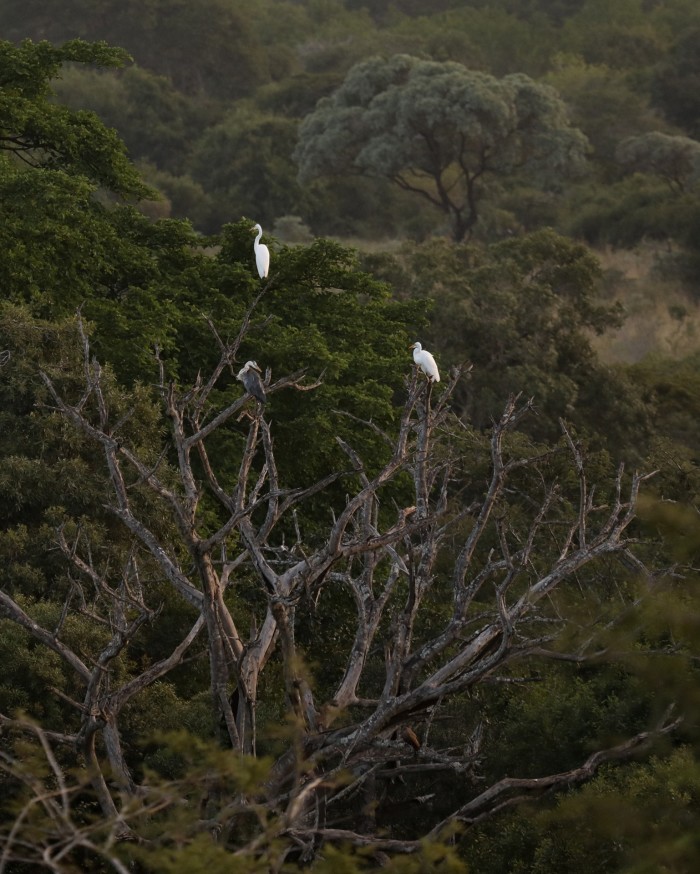 Two great egrets and a grey heron perch in a tree above the Mvubu dam