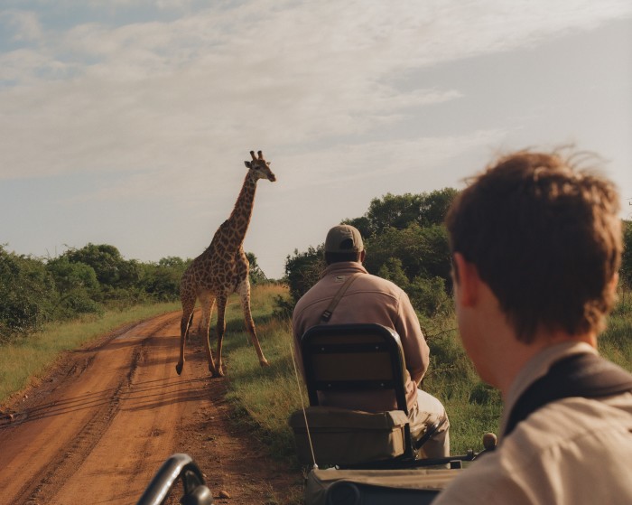 A giraffe crossing the vehicle’s path