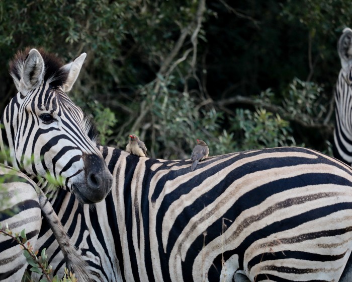 Red-billed oxpeckers ride on a zebra